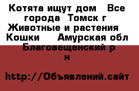 Котята ищут дом - Все города, Томск г. Животные и растения » Кошки   . Амурская обл.,Благовещенский р-н